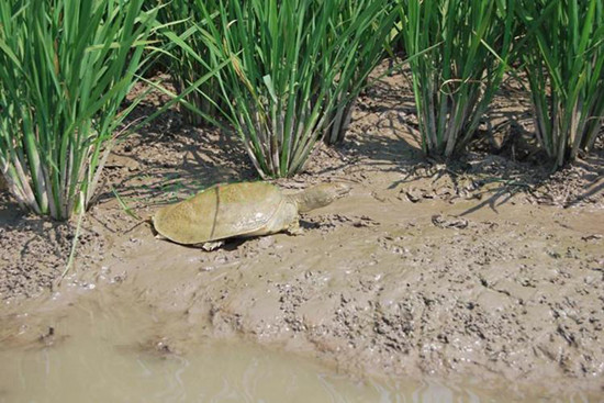 "稻鳖共生"模式经济效益可观,甲鱼已卖至150元一斤